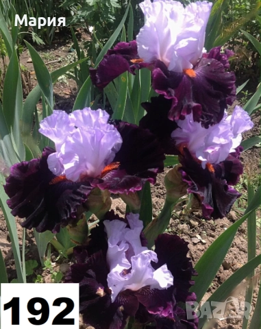 Сортови вискоки ириси /брадати ириси, снимка 7 - Градински цветя и растения - 51459181