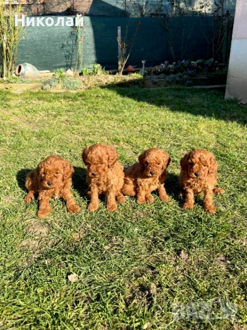 Пудел той Puddle toy момчета и момиче със втора ваксина, снимка 3 - Пудели - 53970658