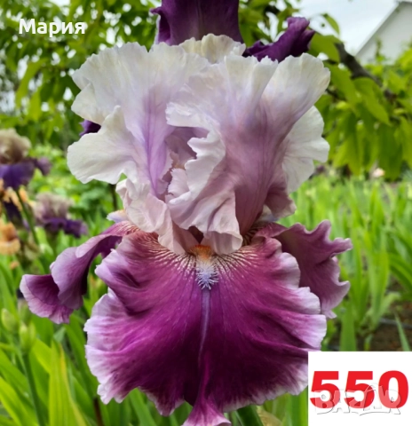 Сортови вискоки ириси /брадати ириси, снимка 11 - Градински цветя и растения - 51459407