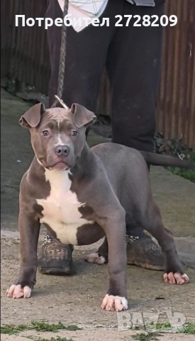 Американско Були Хл/American Bully XL , снимка 8 - Питбул - 53614865