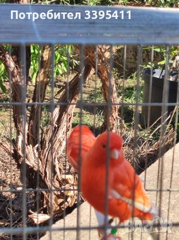 продавам цветни канари Жълти Червени Глостери и Венецуелски Скатии , снимка 3 - Канари - 52323560