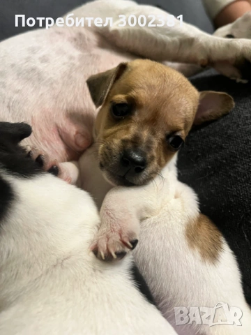 Джак Ръсел териер, снимка 7 - Джак ръсел териер - 52887126