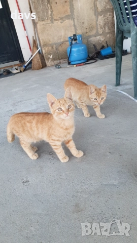 Малки котета – различни шарки, снимка 4 - Други - 51972893