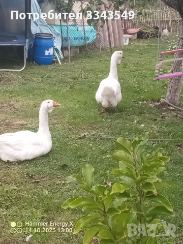 Чифт холмогорски гъсок , снимка 7 - Патици и гъски - 51671377