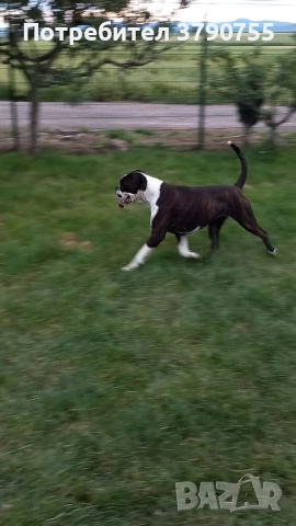 Боксер , снимка 12 - Боксер - 52847032