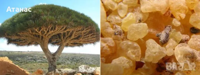 Бял Тамян от ОМАН натурален !!!, снимка 4 - Други - 32199948