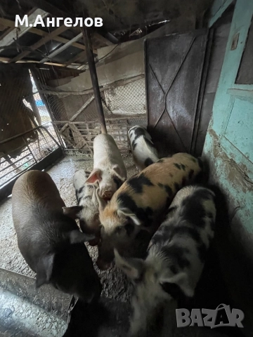 Прасета, снимка 2 - Прасета - 52810169