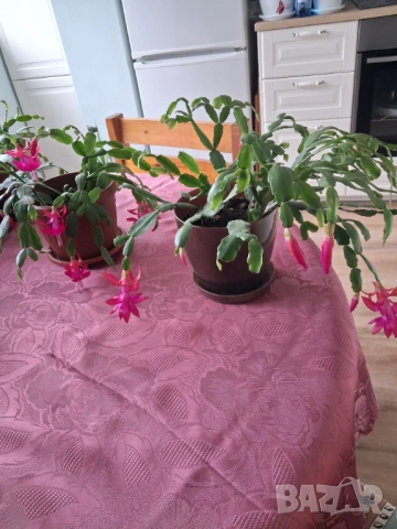  Коледниче - три саксии, снимка 11 - Стайни растения - 53212399