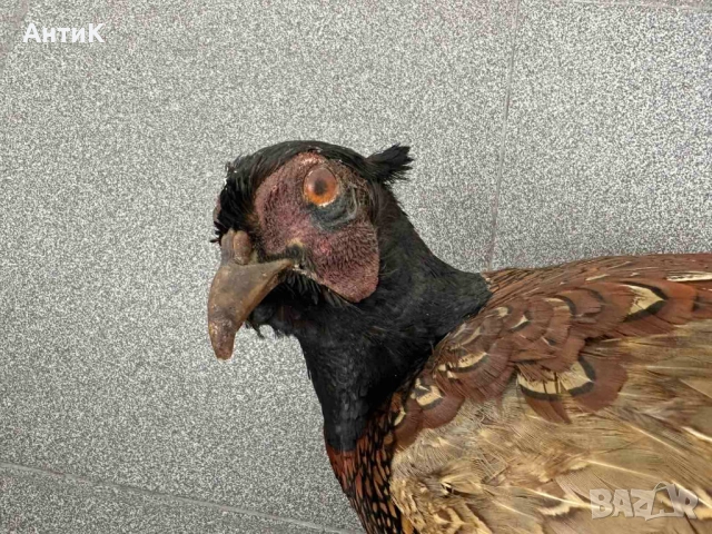 Препариран Фазан Фазани, снимка 6 - Други ценни предмети - 51683019