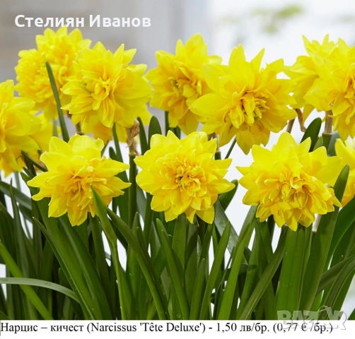 СОРТОВИ НАРЦИСИ - ЛУКОВИЦИ, снимка 7 - Сортови семена и луковици - 52372810