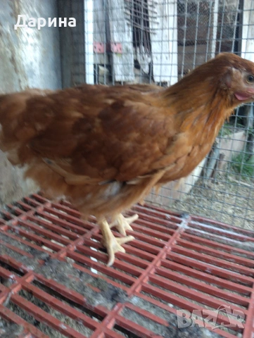 Катунски пиленца и селски пиленца , снимка 7 - Кокошки и пуйки - 53394021