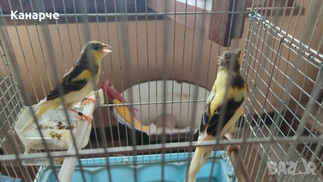 Млади канари , снимка 2 - Канари - 52371667