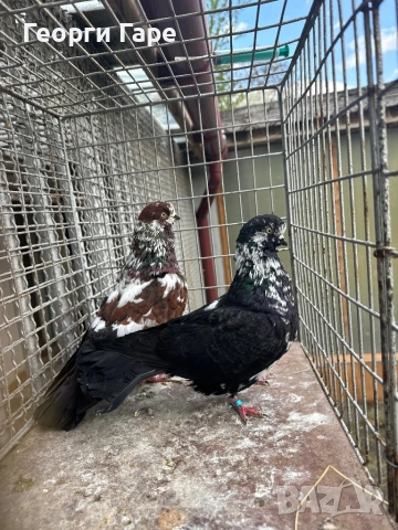 Продавам немски изложбен типлер 