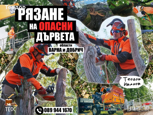 Професионално събаряне на опасни дървета с дробилка за клони – Варна