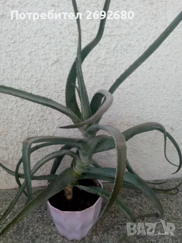 Голямо дървовидно лечебно алое височина -70см., снимка 3 - Стайни растения - 51288532