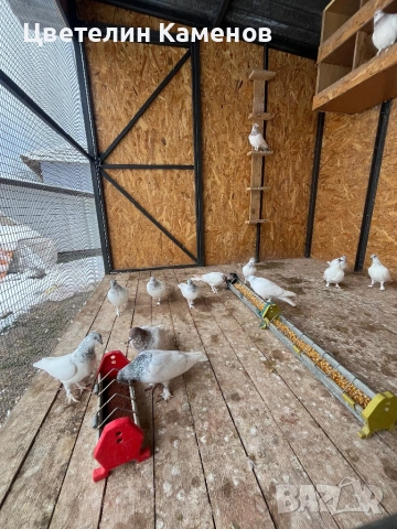 Унгарски високолетящи / Унгарци Гълъби , снимка 7 - Гълъби - 53068526