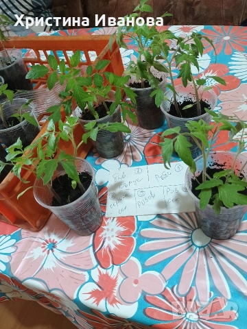 Продавам разсад домати по 0,70 евро , снимка 2 - Разсади - 54165405