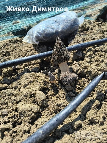 Продавам култивирани гъби Смръчкула , снимка 3 - Домашни продукти - 54113059