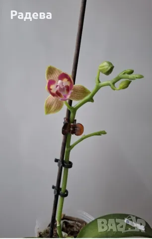 Орхидея Phalaenopsis Miki Golden Sand 'Mouse
, снимка 5 - Стайни растения - 48823140