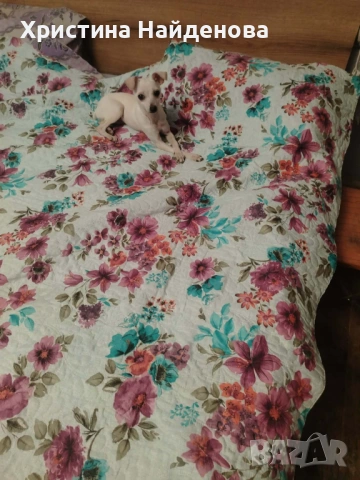 Кученце между пинчер и чихухуа , снимка 4 - Пинчер - 53695345