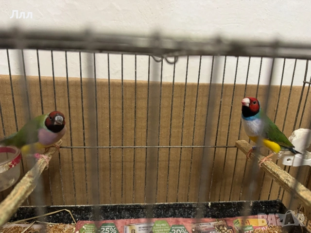 Гулдови Амадини