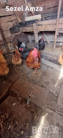 Продавам кокошки , снимка 6 - Кокошки и пуйки - 53583834