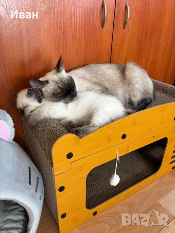 Породисто котенце, снимка 6 - Други - 52003298