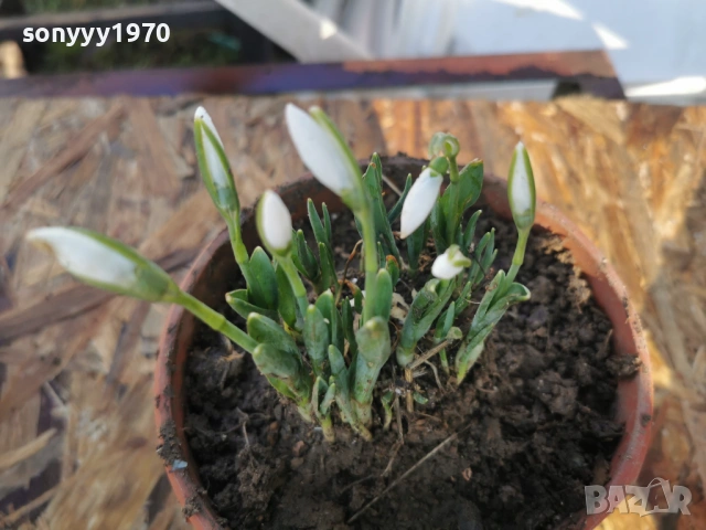 КОКИЧЕНЦА В САКСИЯ С ЛУКОВИЦИ 2801261400, снимка 3 - Градински цветя и растения - 53257522