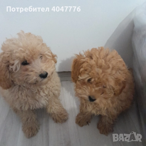 Пуделчета момче и момиче. , снимка 1
