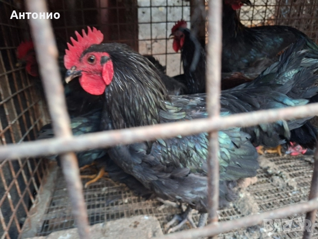 продавам петли , снимка 7 - Кокошки и пуйки - 52472095