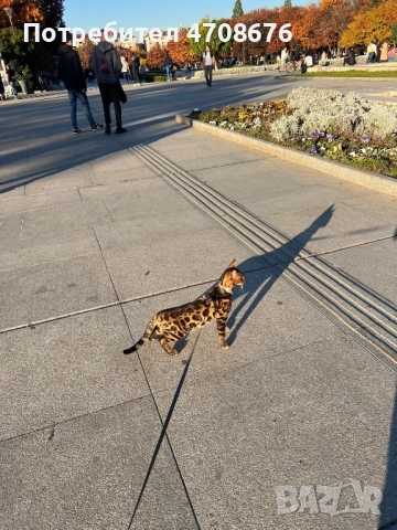 Продава се Бенгалски котарак