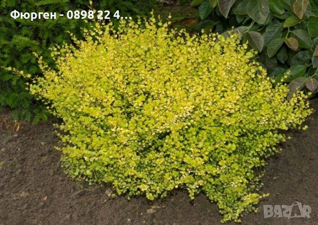 Жълта бреза джудже – Betula Golden Nana, снимка 4 - Разсади - 52714432