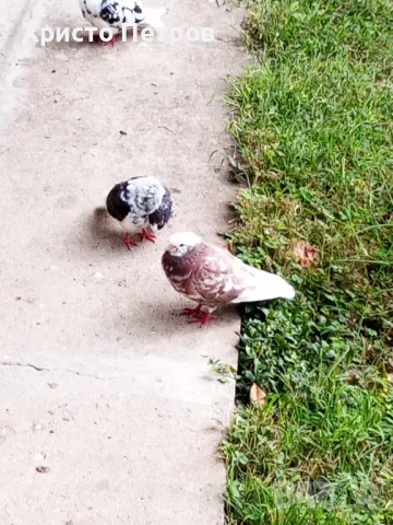 Продавам гълъби., снимка 7 - Гълъби - 50329302