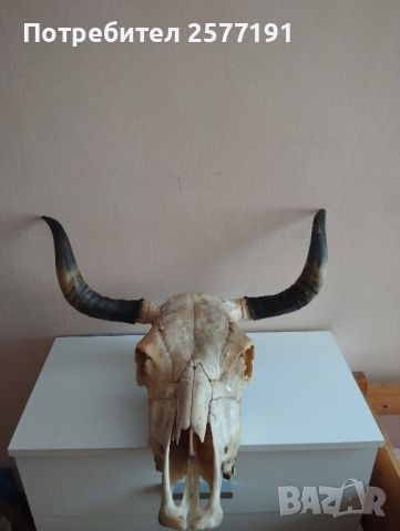 Трофей от бик, снимка 2 - Колекции - 46386968