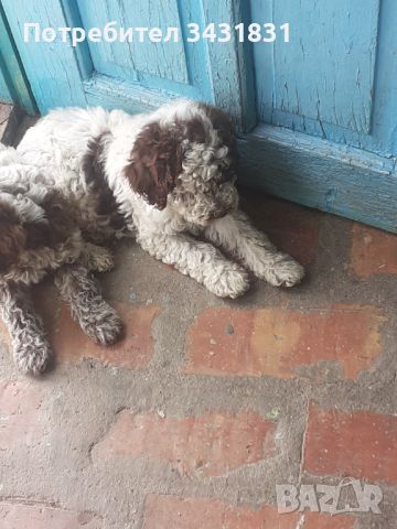 Кученца Лагото романьоло от работещи родители, снимка 4 - Други - 45843653