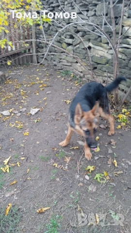 Продавам женска немска овчарка на 7 месеца., снимка 6 - Дивани и мека мебел - 52513941