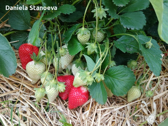 🍓 „Градински разсад ягоди – висок добив и отличен вкус“, снимка 5 - Разсади - 53839832