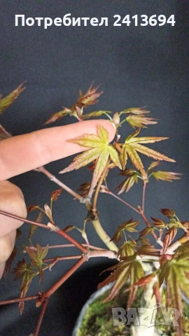 бонсай японски клен bonsai Acer palmatum , снимка 4 - Градински цветя и растения - 54180116