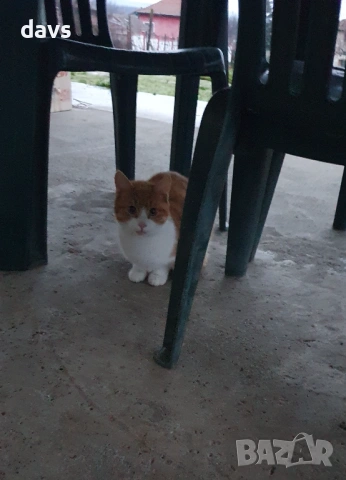 Дом за млади котета - остават сами на произвола на съдбата, снимка 15 - Други - 53050188