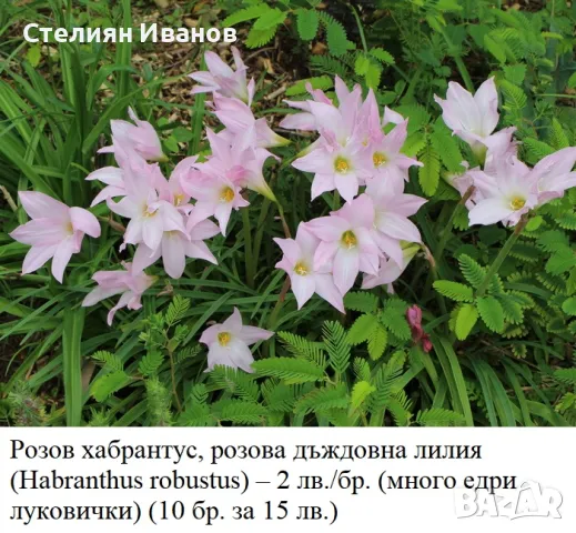 Розов хабрантус, розова дъждовна лилия (Habranthus robustus), снимка 1 - Стайни растения - 49319062