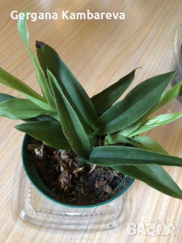 Орхидея Promenaea, снимка 4 - Стайни растения - 46322919