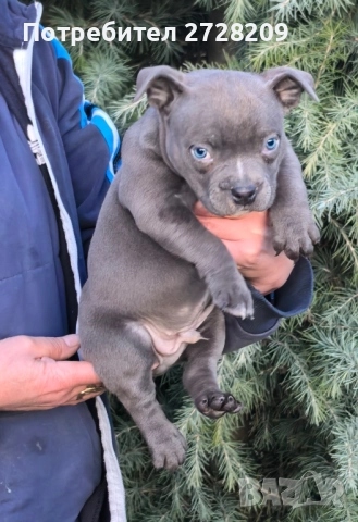 Американско Були Покет/American Bully Pocket , снимка 6 - Питбул - 52860044