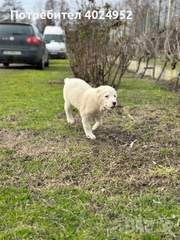 САО Алабай, снимка 2 - Алабай - 53293440