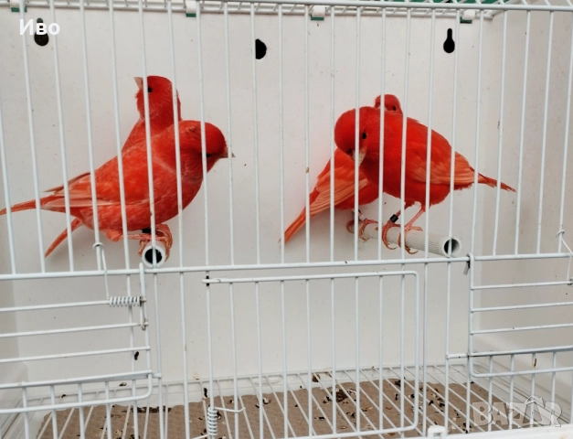 Червени и червена мозайка , снимка 2 - Канари - 52592823