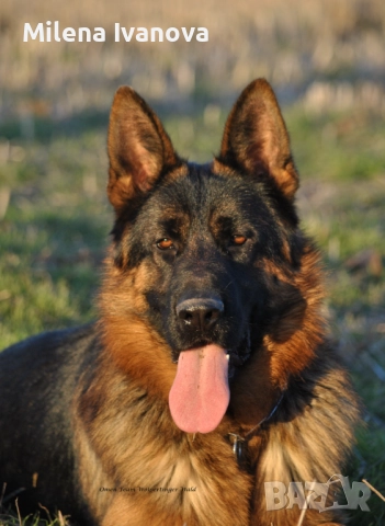 Немски овчарки от легитимен развъдник , снимка 2 - Немска овчарка - 52801099