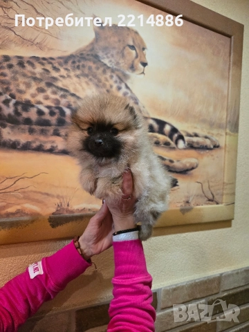 Померан женски , снимка 5 - Померан - 52939284