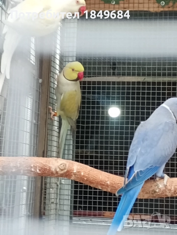 Продавам папагали