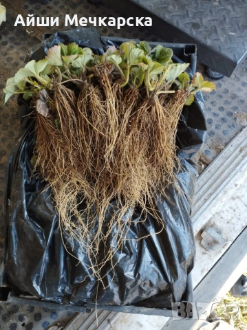 Предлагам разсад ягоди сорт Алба , снимка 7 - Разсади - 53663849