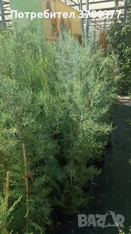 Аризонски Кипарис височина около 170-180 см, снимка 6 - Градински цветя и растения - 51805731