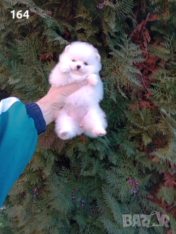 Женски Померани. Различни възрасти!